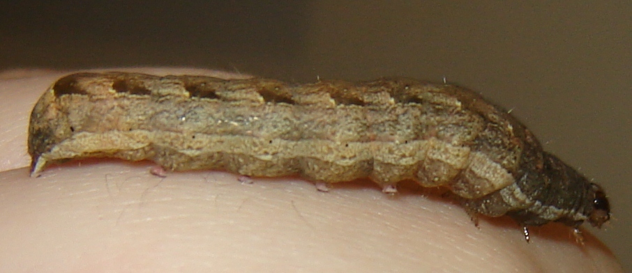 Identificazione bruchino!